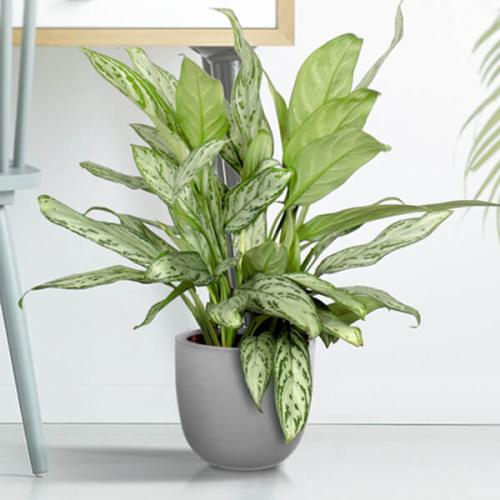 Aglaonema Varieties-Commutatum