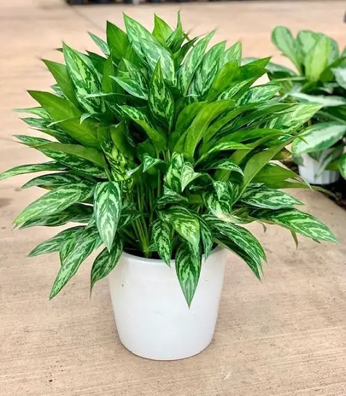 Aglaonema Varieties-Tigress