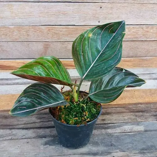 Aglaonema Varieties-Rotundum