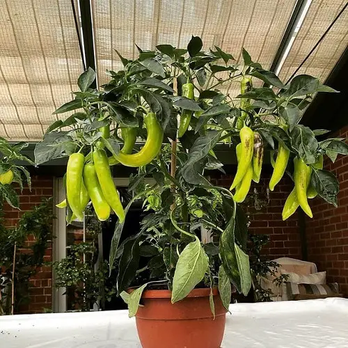 Types of Pepper