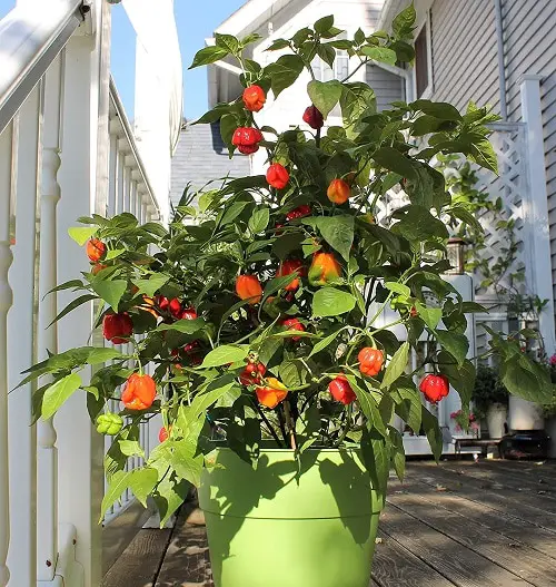 Different Types of Pepper for you plant