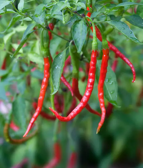 top Various Pepper Varieties to Grow