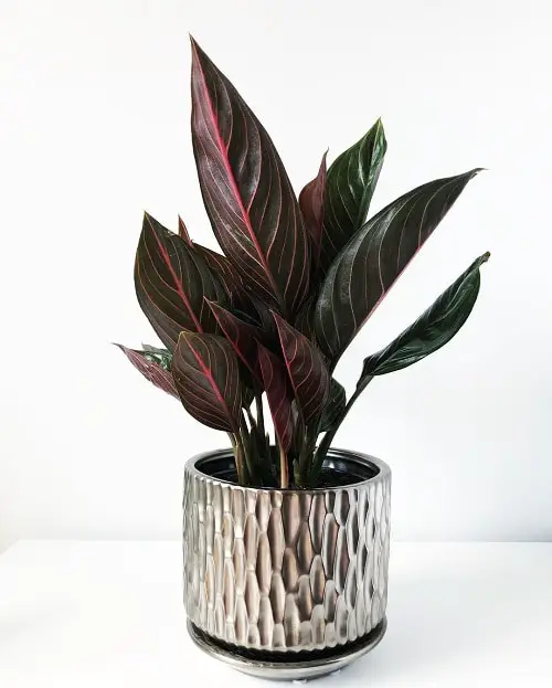 Aglaonema Varieties-Chocolate