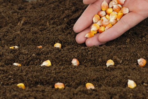 Corn Plant From Corns