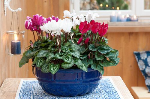 beautiful Popular Holiday Season Houseplants |