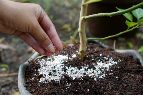 Tomato Blossom End Rot