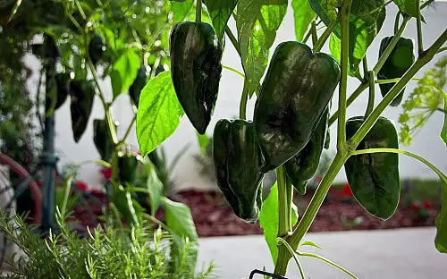 best Types of Pepper