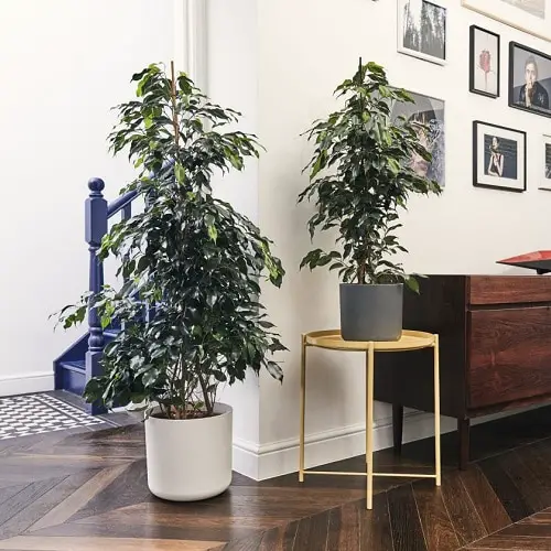 Best Large Indoor Plants-Weeping Fig