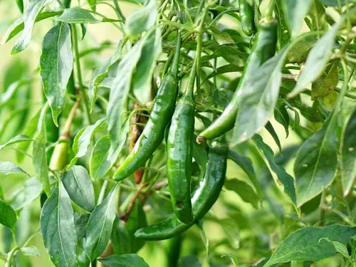 lovely Different Types of Pepper