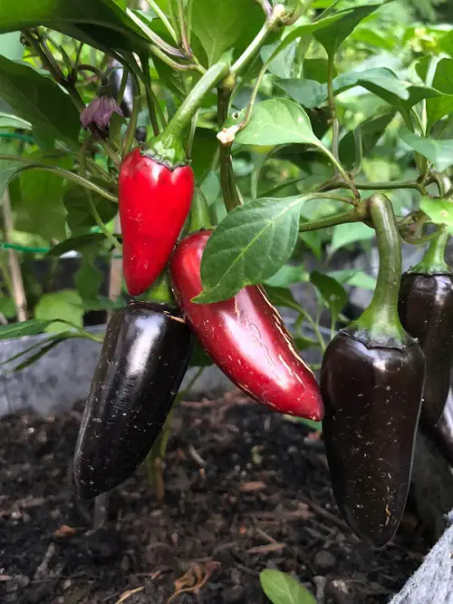 Pepper Types for You