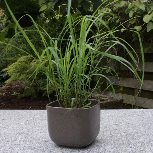 best Herbs that are perennials that you can plant once and use for many years