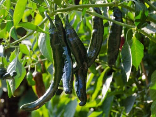 beautiful Different Types of Pepper