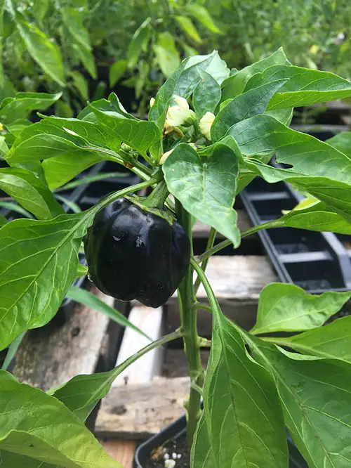Pepper Varieties for Your Garden