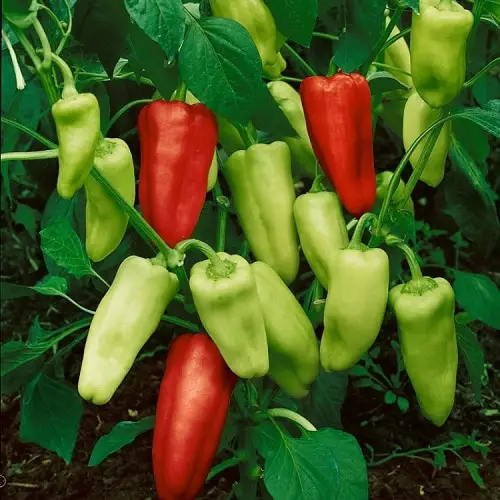 Types of Pepper in yard