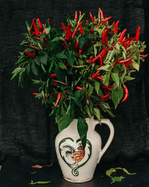Different Types of Pepper for garden