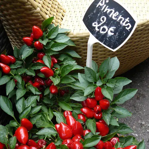Various Pepper Types for You grow