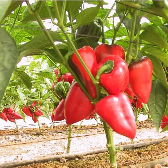 best Different Types of Pepper
