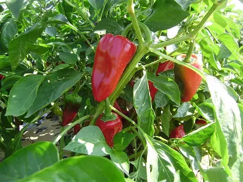 Different Types of Pepper