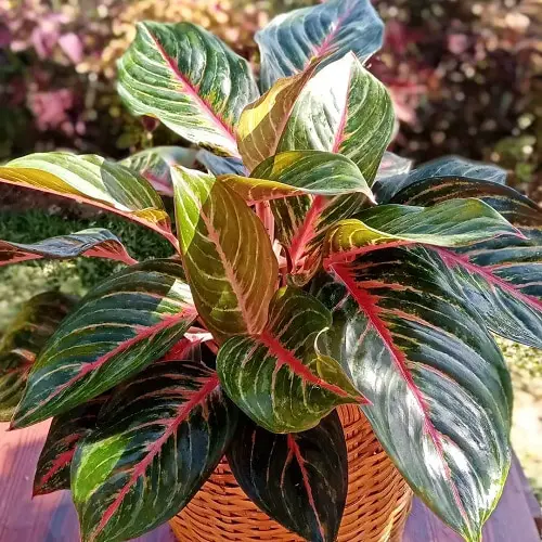 Best Aglaonema Varieties 89