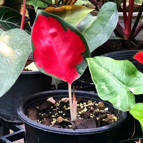 Aglaonema Varieties-Red Emperor