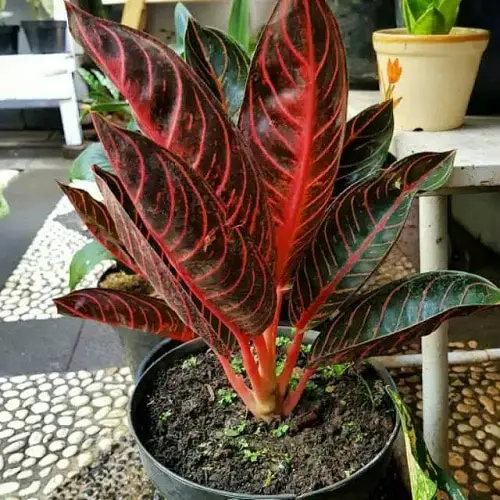 Best Aglaonema Varieties 88