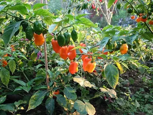 beautiful Different Types of Pepper in backyard
