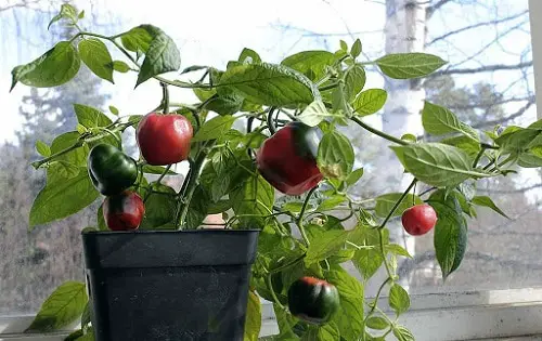 top Different Types of Pepper