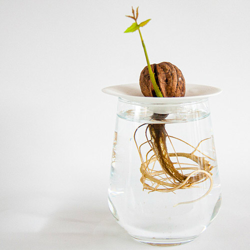 Walnut Wonder