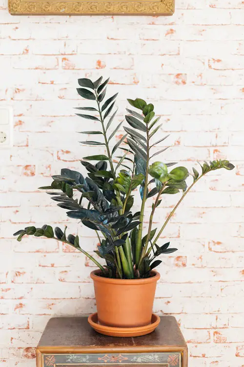 Are ZZ Plants Toxic to Cats