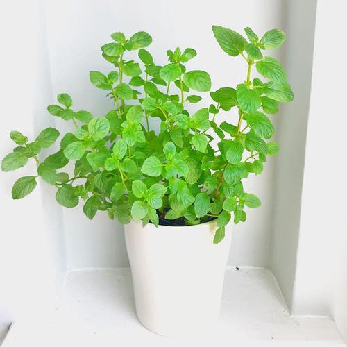 best Planting Perennial Herbs Once Will Let You Savor Them for Years