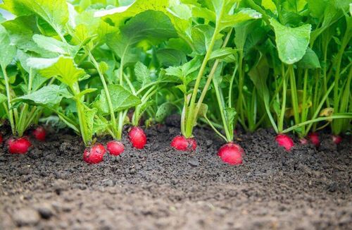 Root Vegetables with Edible Greens 8