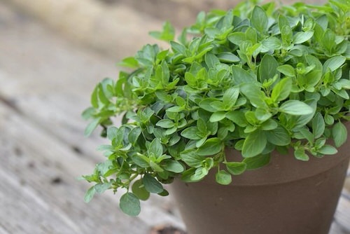 oregano Best Strawberry Companion Plants