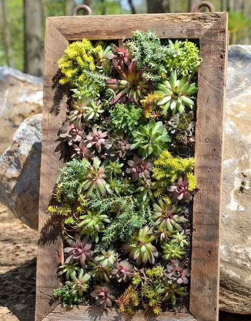Outdoor Succulent Decoration Pictures 6