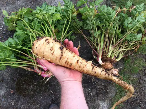 Root Vegetables with Edible Greens 8