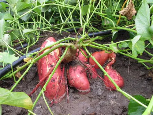 Root Vegetables with Edible Greens 10