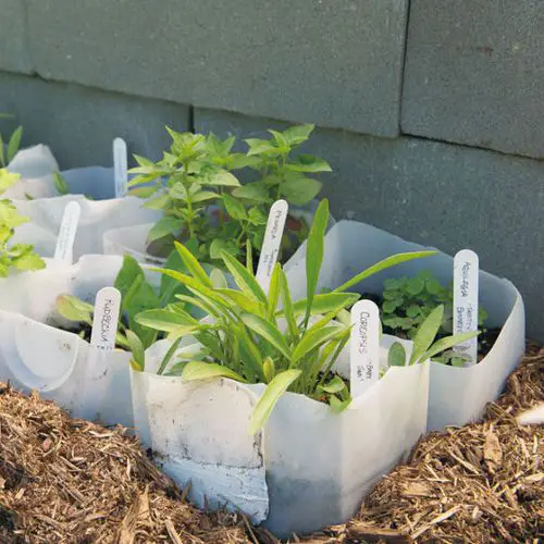 DIY Milk Jug Uses in Garden 7