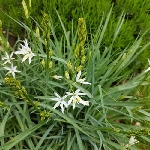Beautiful Flowers that Start with A in garden 2