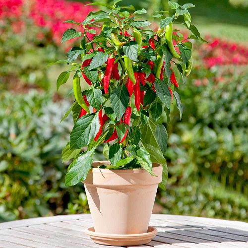 February's Best Vegetables to Plant 21