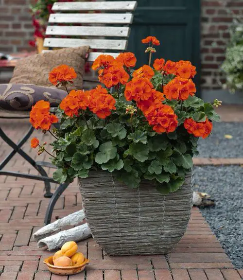 How to Propagate Geraniums