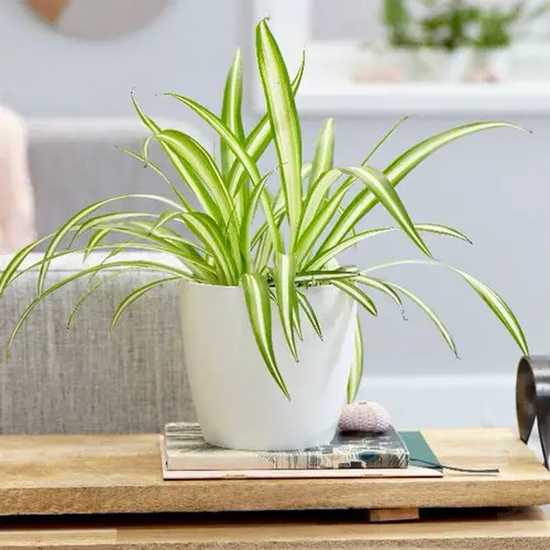 Spider Plant Care Indoors