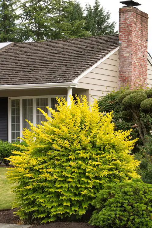 best  Beautiful Hedge Plants 