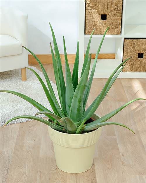 Amazing Plants that Help in Hair Growth