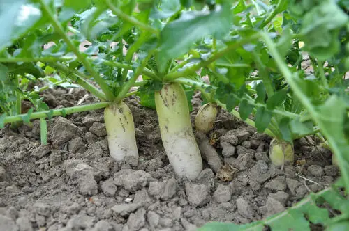 Root Vegetables with Edible Greens