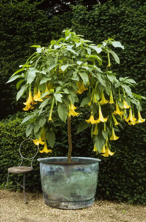 Amazing Flowers that Start with A 4