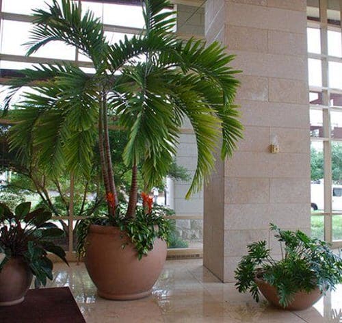 Best Architectural Plants to Grow in Containers 11