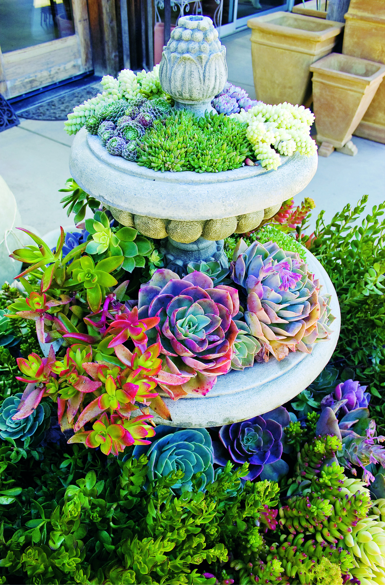 Outdoor Succulent Decoration Pictures 12
