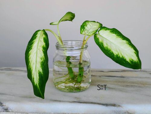 Plants in a Jar 31