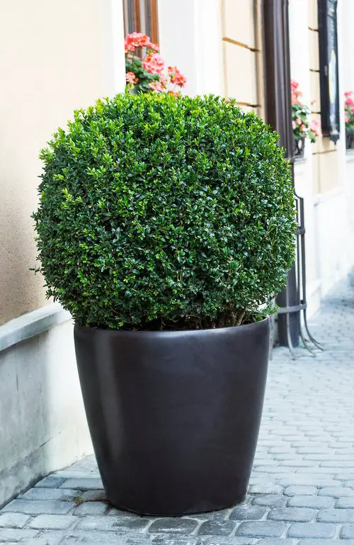 Best Architectural Plants to Grow in Containers 13