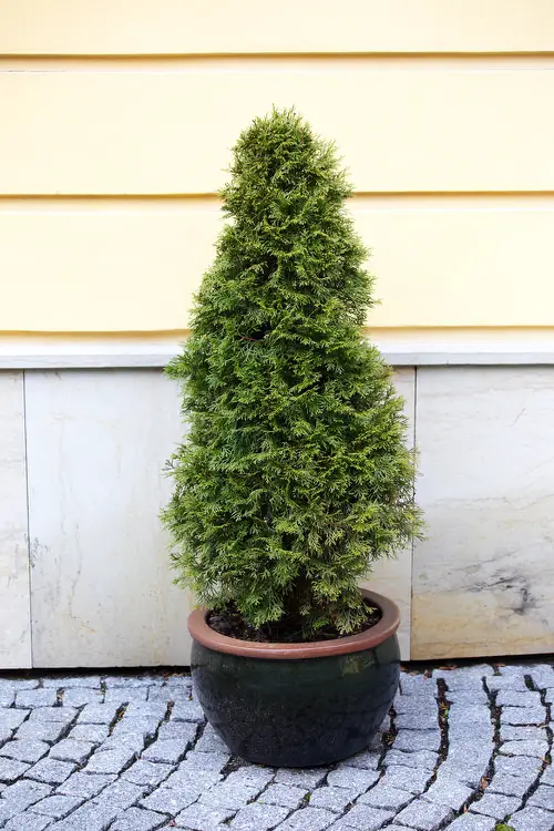 Best Architectural Plants to Grow in Containers 15
