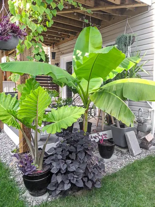 Best Architectural Plants to Grow in Containers 16